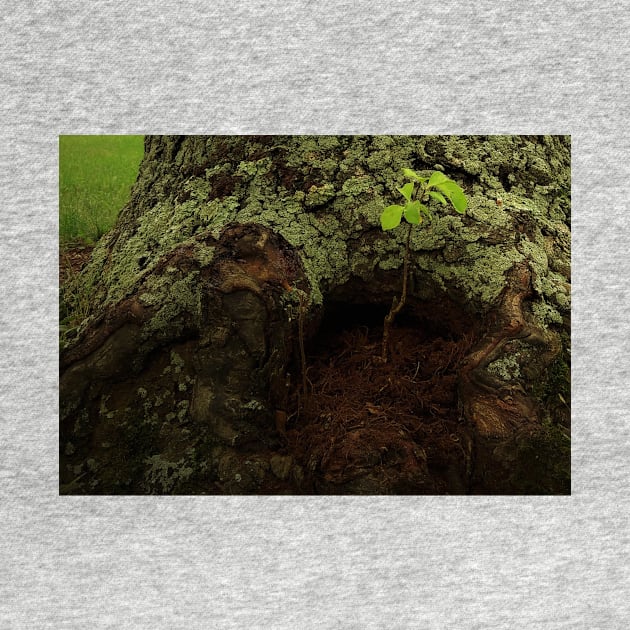 Magical Tree Stump by 1Redbublppasswo